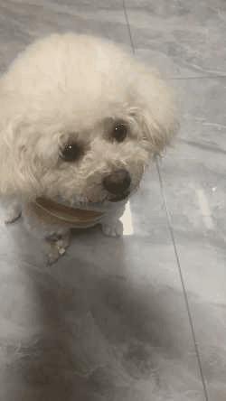 狗狗颈椎椎间盘突出导致前肢瘫痪,狗狗颈椎骨质增生压迫神经怎么办