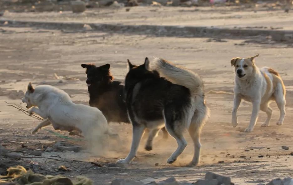 哈士奇有野外生存能力吗？将十只哈士奇放到非洲大草原会怎么样？