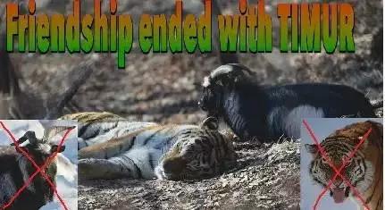 虎羊恋最后的结局,虎羊恋结局