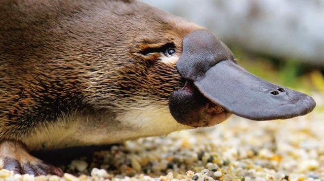 哺乳动物的生殖系统有骨头吗,地球哺乳动物演化