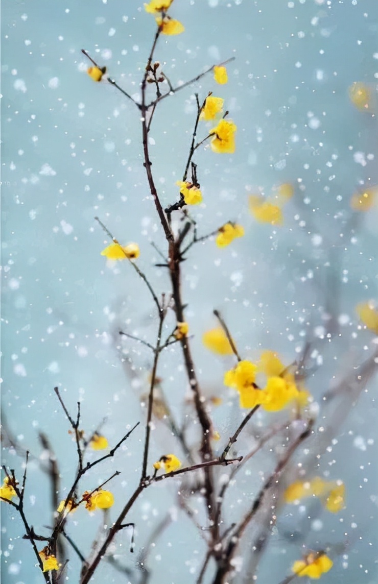 蜡梅还是腊梅小学三年级,蜡梅还是腊梅这些语文常识别弄错