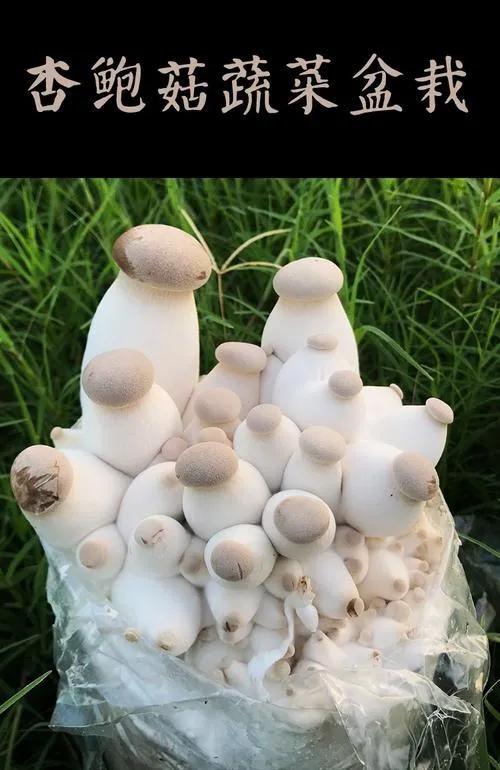怎么在家用小材料种蘑菇,在家种蘑菇养蘑菇真有趣