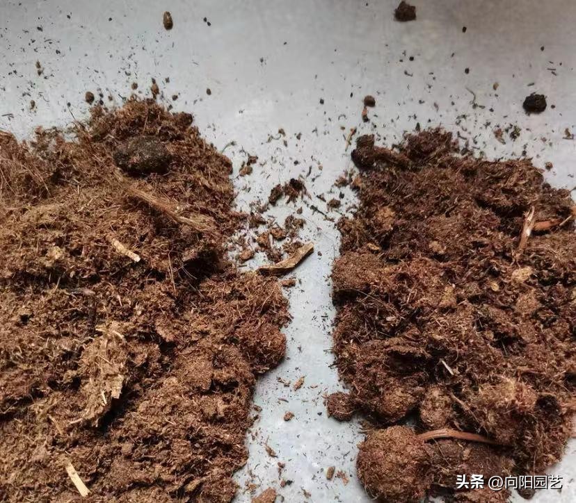 泥炭土适宜养殖生桩吗,泥炭土哪个型号适合种花