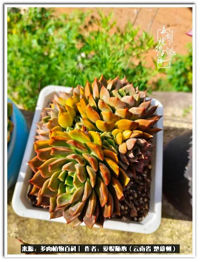 用心种好每一棵多肉,每一棵多肉都是独一无二的