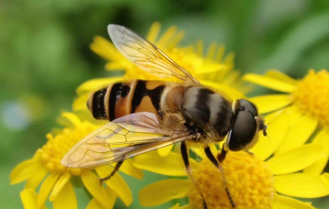 蜂蜇伤如何处理,蜂蜇伤最佳处理方法