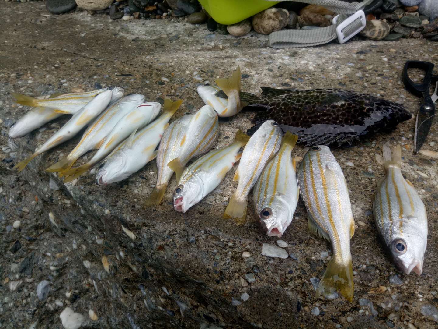 海钓花莲,花莲海钓视频全集