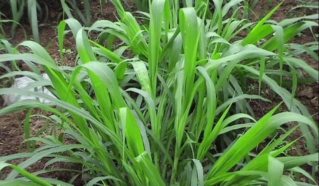 大自然中树有哪些秘密呢,神奇的大自然神奇的树