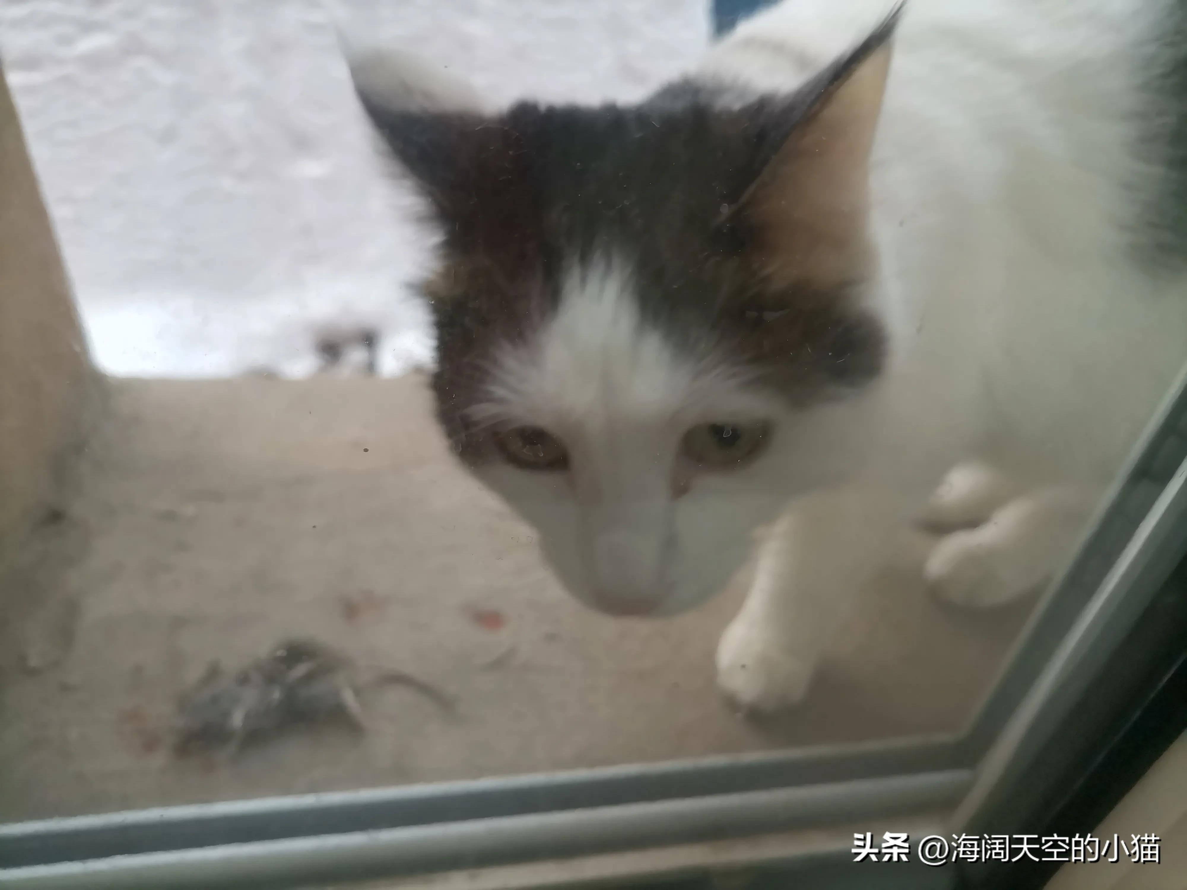 家里养三只猫也会孤独吗,家里三只猫会有领地意识吗