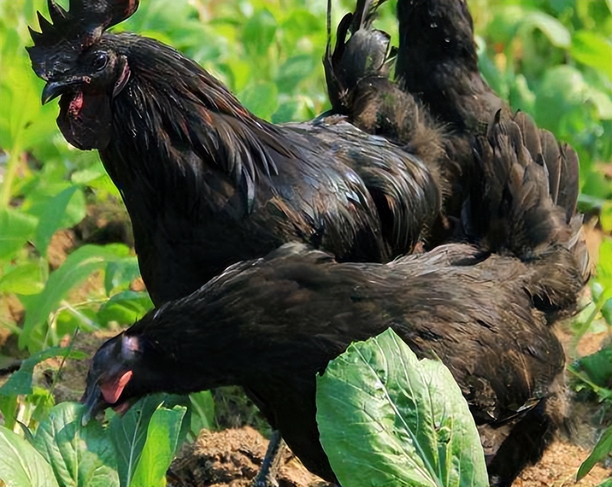 绿壳蛋鸡的养殖全过程,绿壳蛋鸡的正确养殖方法