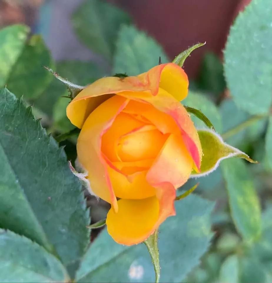 月季品种醉花,月季品种大全及图片欣赏