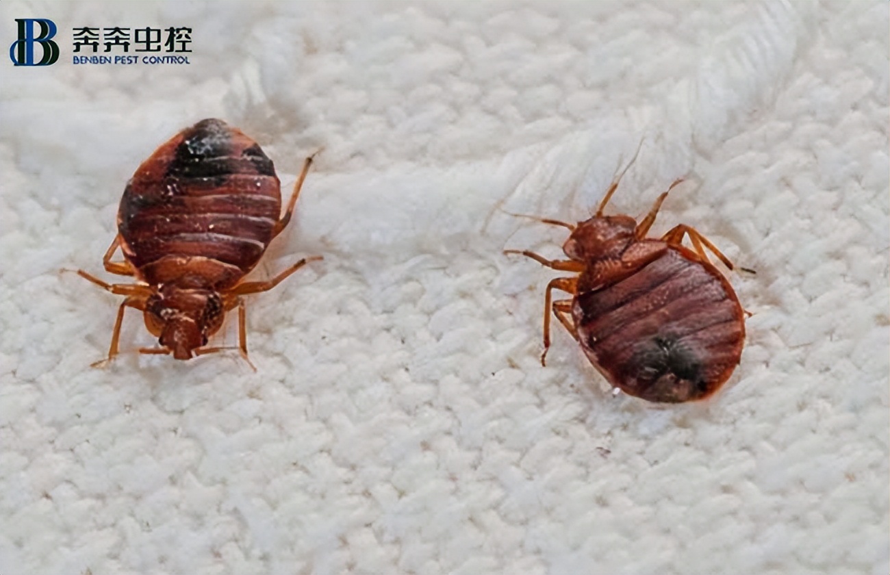 怎么消灭臭虫最有效的方法,臭虫怎么消灭最有效办法