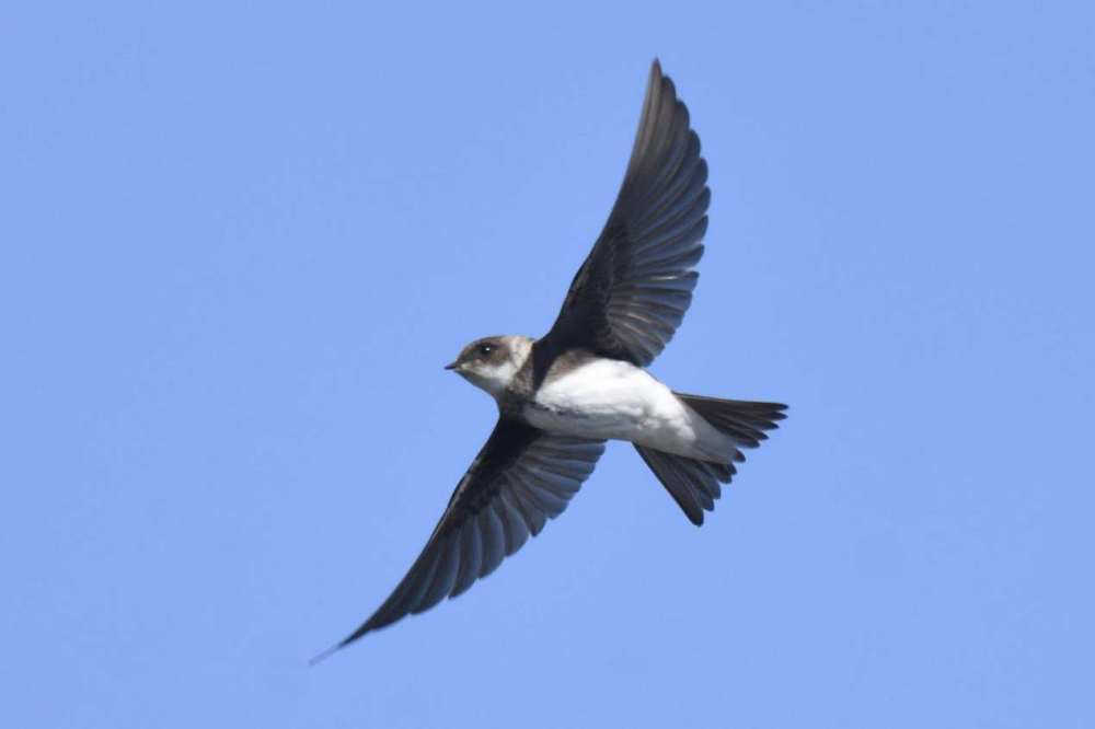 无脚鸟飞走,无脚雨燕如何繁殖