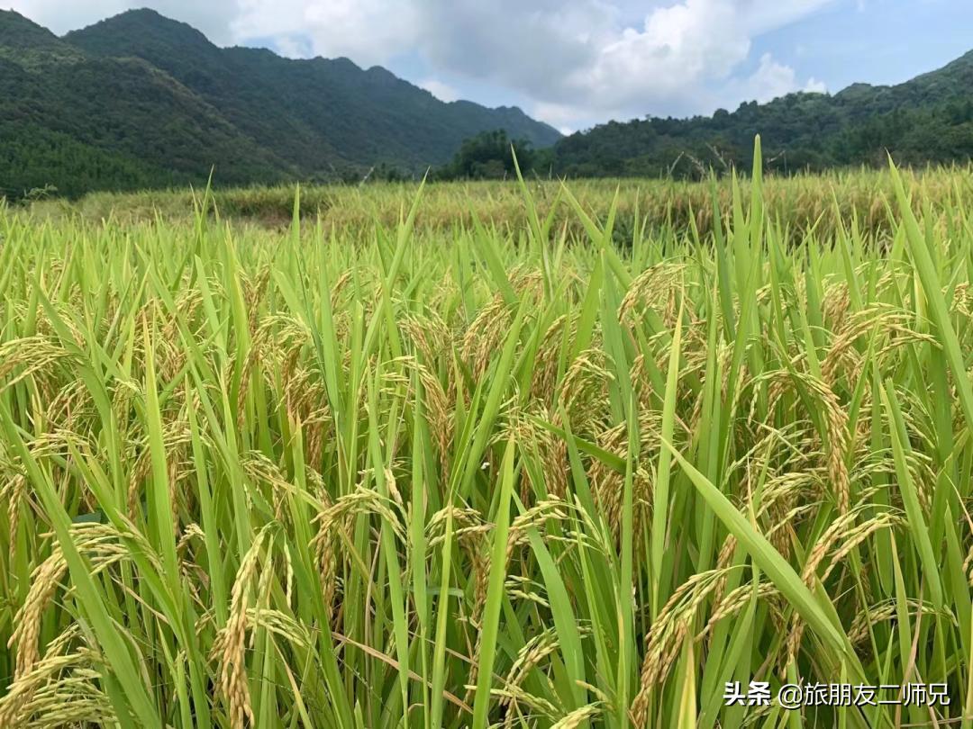 从化吕田一日游必去景点,从化溪头村自驾徒步攻略