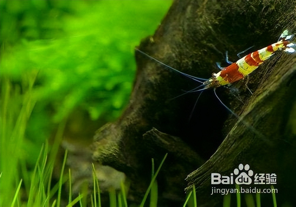 怎么饲养宠物虾和大虾,养宠物虾需要准备什么