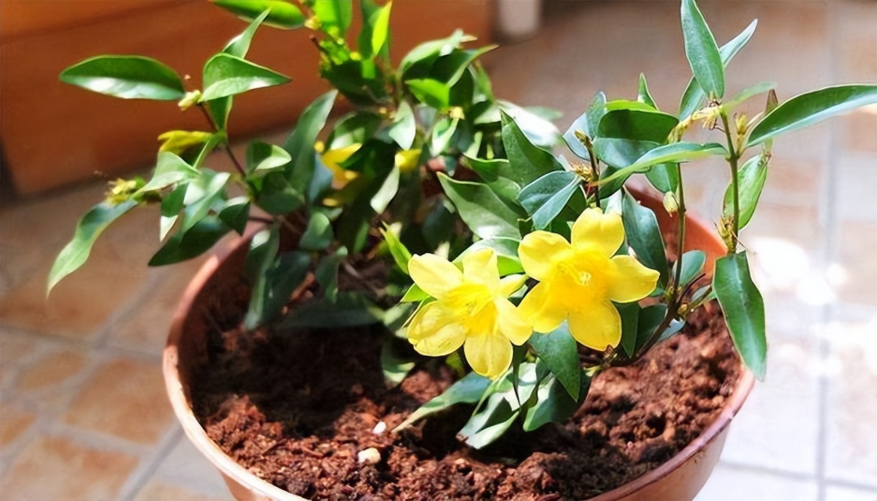 这3种花再好看也别养,5种花有毒最好不要养