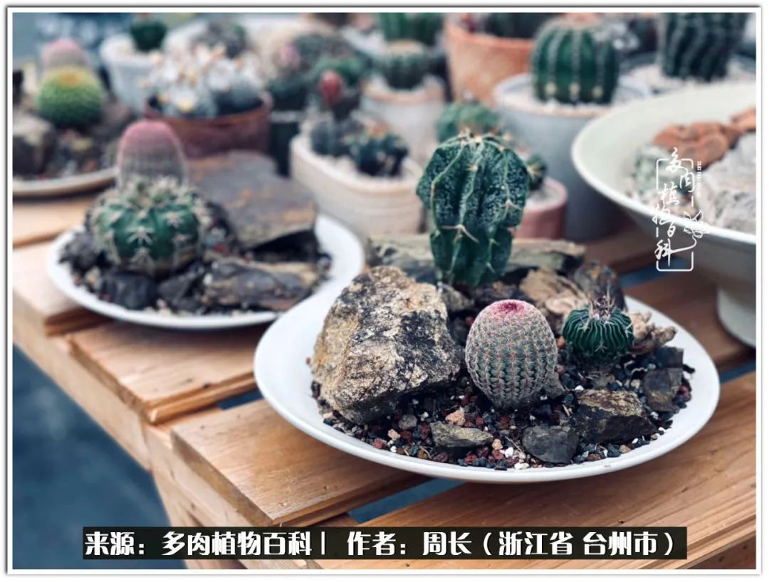 云南树脂粘土多肉组合拼盘创意,多肉拼盘的五个要点是什么