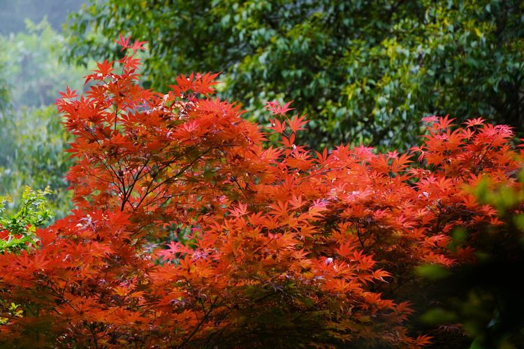 三峡人家原创诗词,三峡人家源头