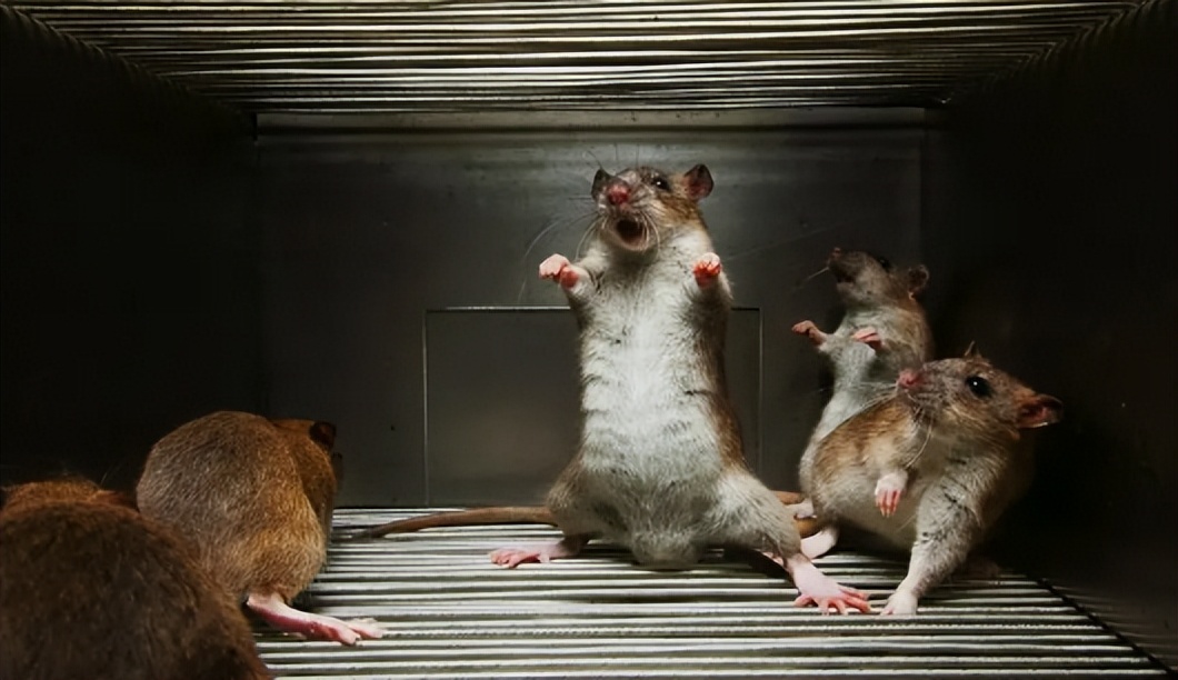 农村的家蛇是什么蛇,农村有句俗话家里进了蛇不能打