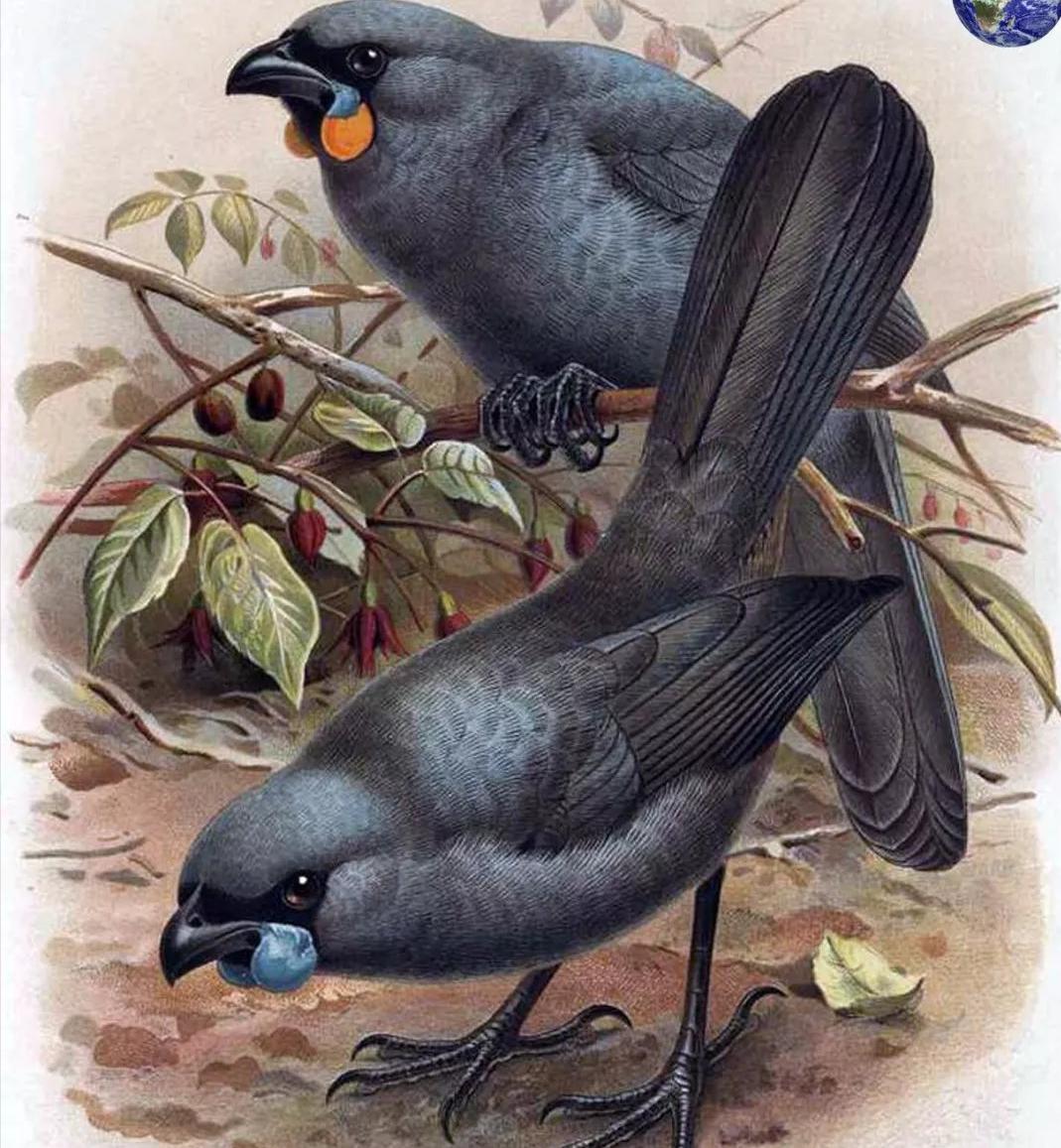 世界最贵的东西一根羽毛1万美元,世界上最贵的东西第一名无人买到