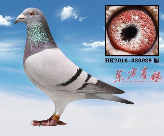 中国赛鸽名家大师,最新中国赛鸽名家