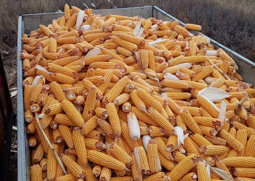 小麦玉米价格十年对比,小麦玉米什么时候价格最高