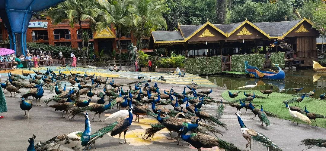 西双版纳七天六夜攻略,西双版纳五天六夜之旅完美结束