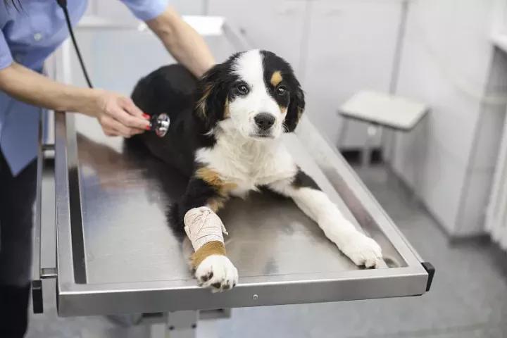 宠物狗被咬伤怎么办小狗被大狗咬伤怎么办