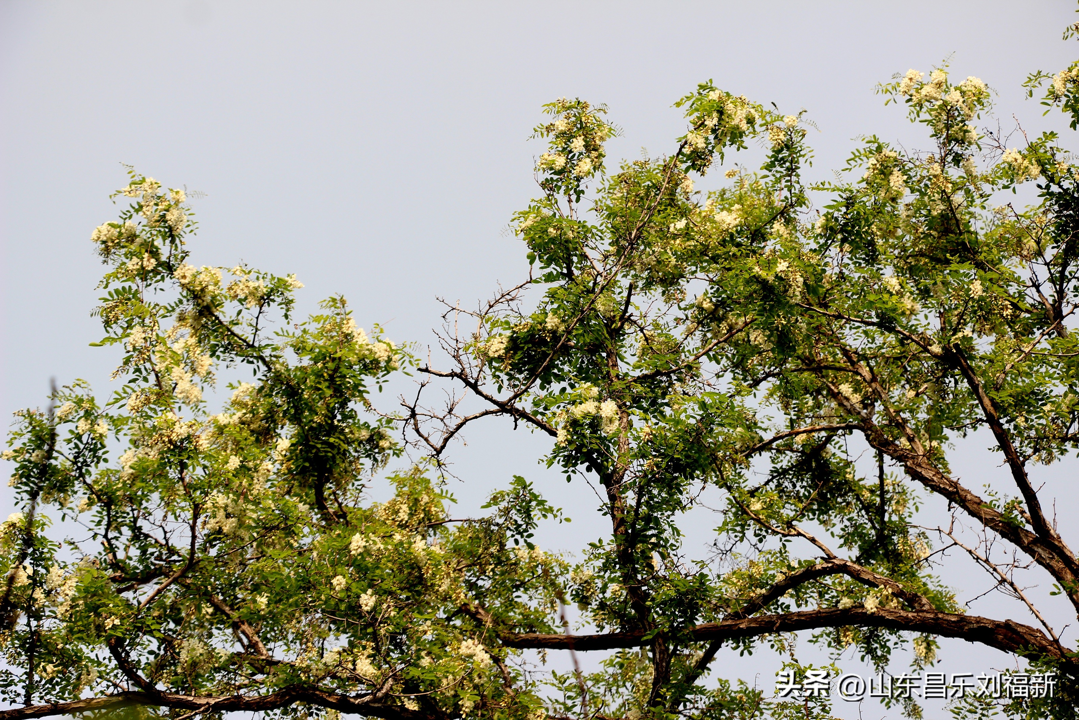 洋槐花·万马奔腾电器·鄌郚医院贴膏药