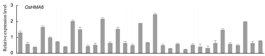 现代农业研究：水稻重金属P型ATP酶OsHMA6可能是铜外排蛋白