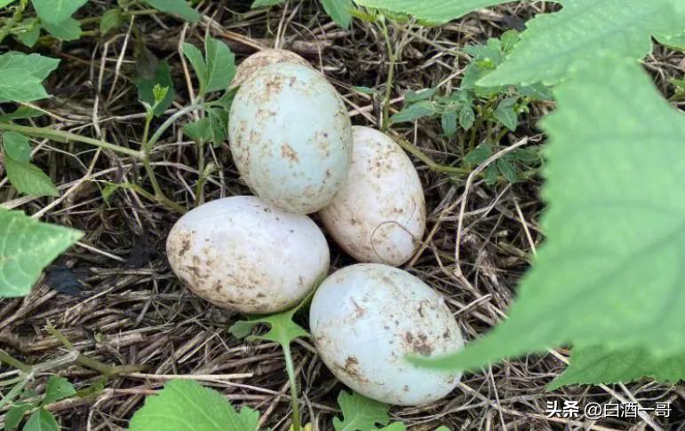 四川成都特色啤酒,啤酒鸭非遗美食