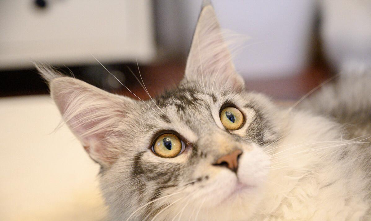 缅因猫猫咪科普,缅因猫知识讲解掉毛吗