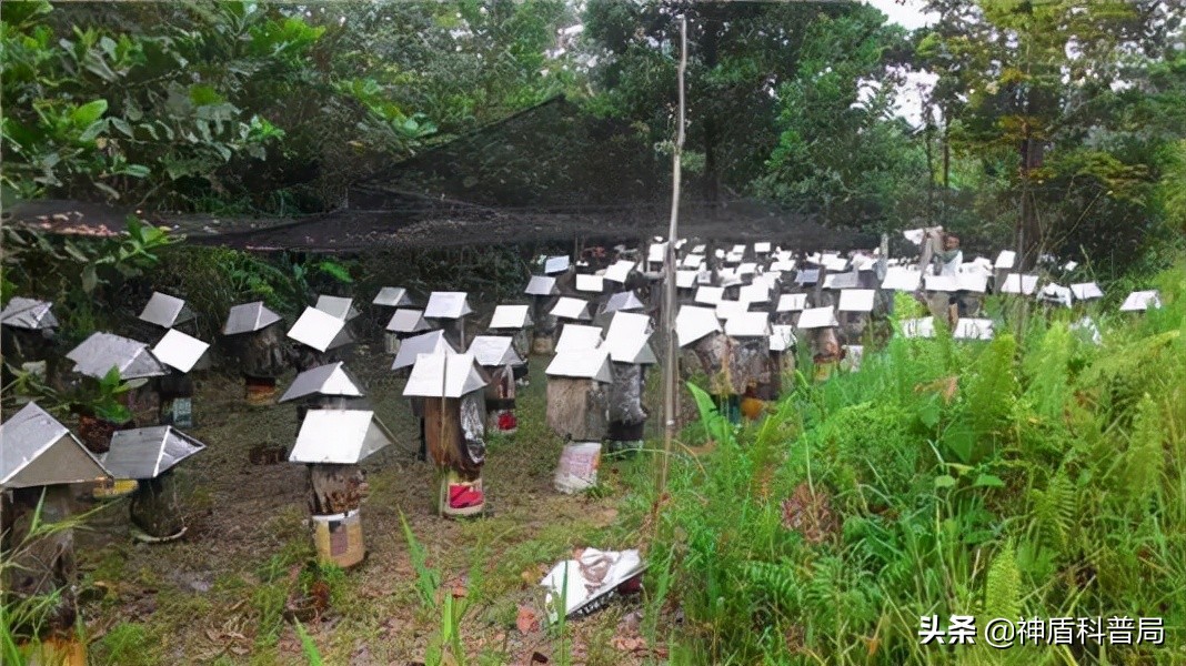 入侵海外的魔王，竟是云南人的宠物？三针能蛰死牛还被大量养殖