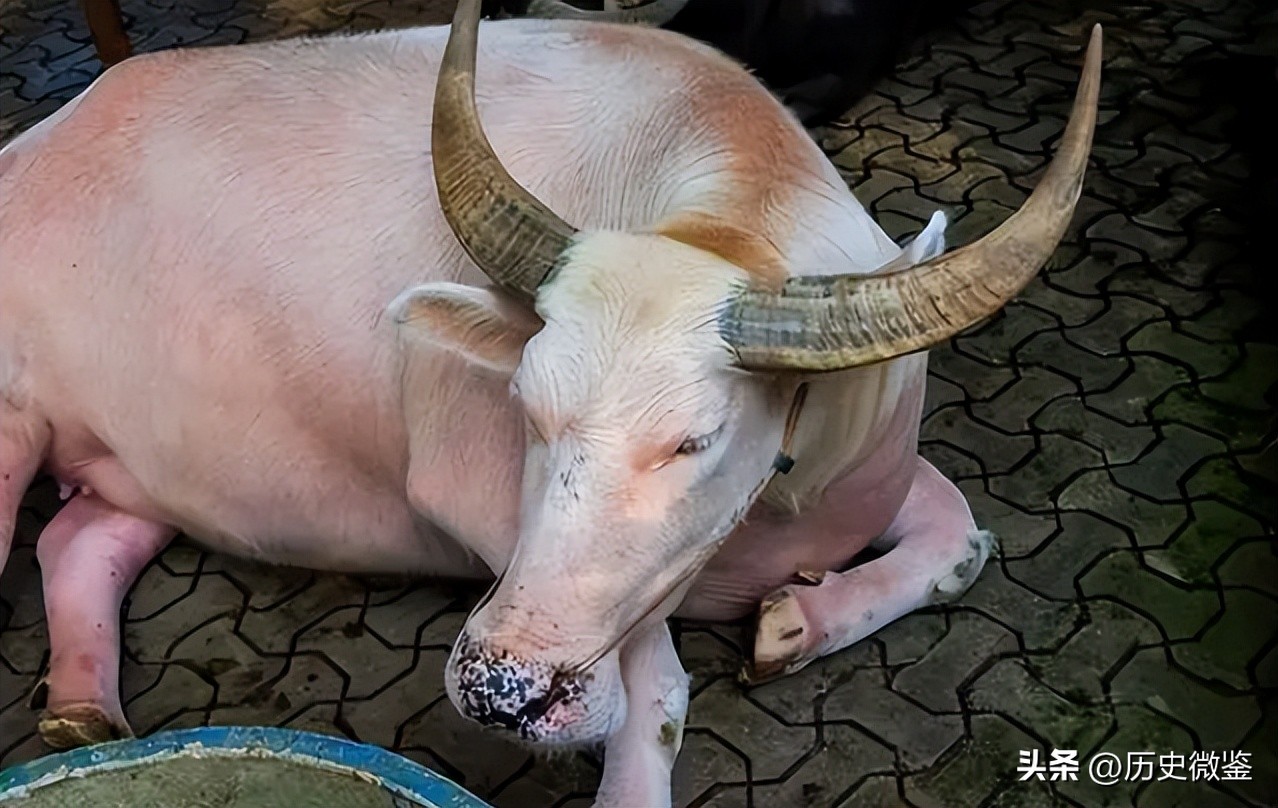 一头成年水牛值多少钱,二十几年的水牛值多少钱