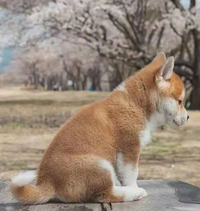 狗狗无缘无故惊慌乱叫乱躲怎么办,狗狗一有动静就醒是怎么回事