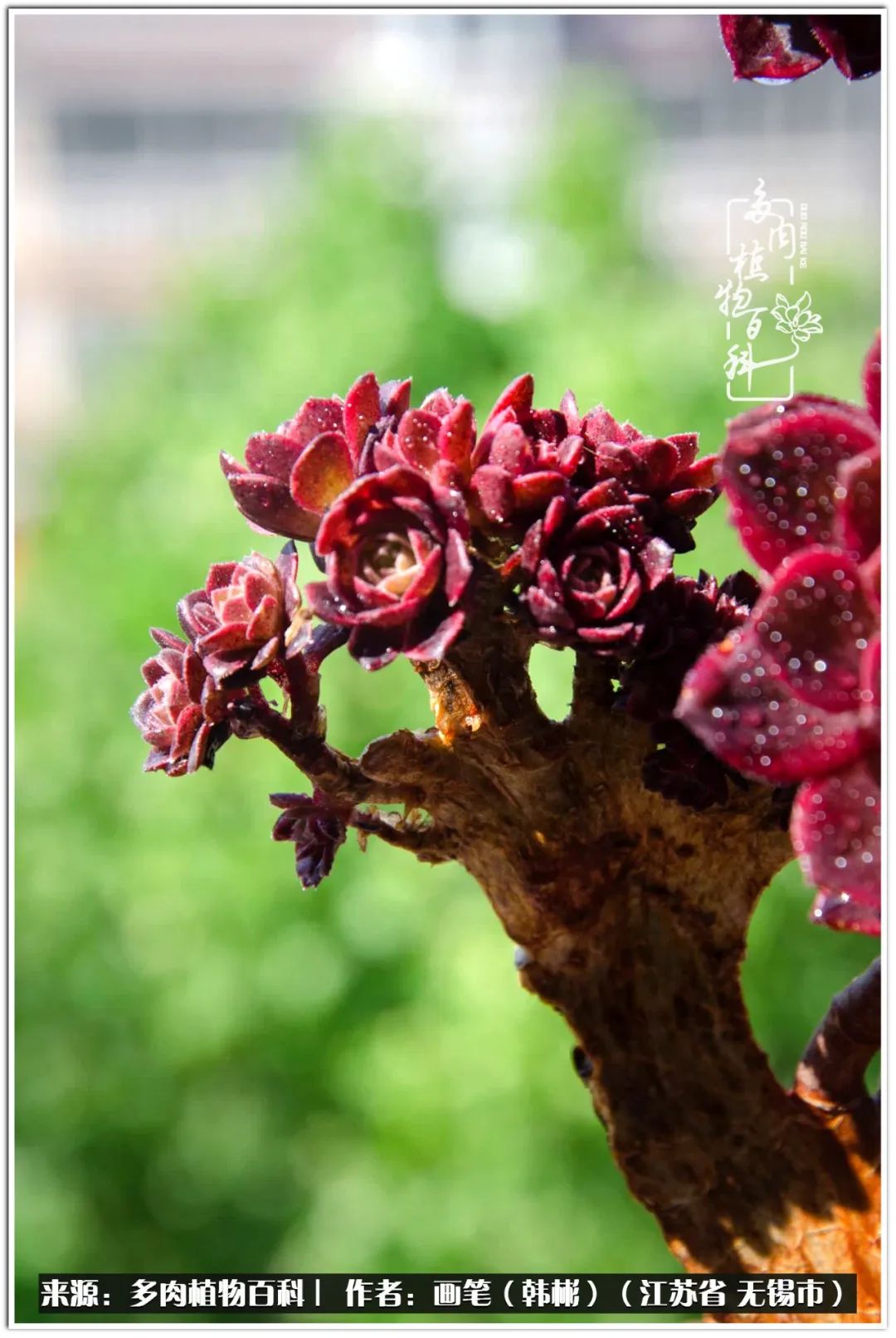 月满西楼别有一番滋味在心头,绿肥红瘦