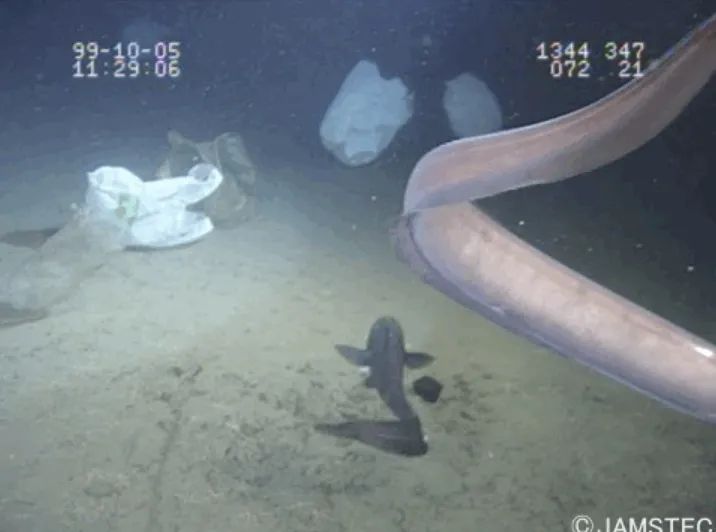 医学影像目标检测框架,开源数据集目标检测