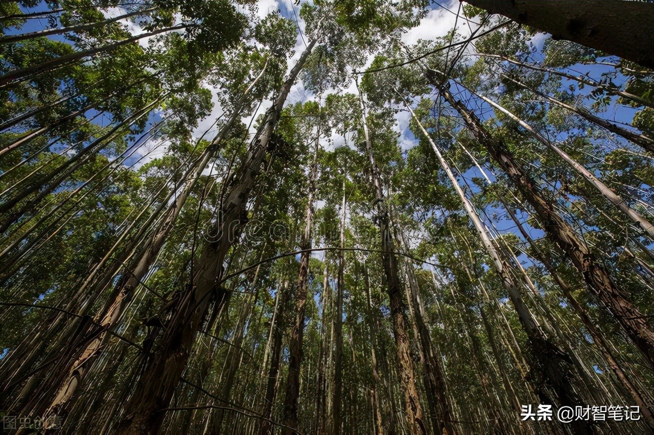 中国造纸业企业最新排名,造纸业四大龙头企业利润排名