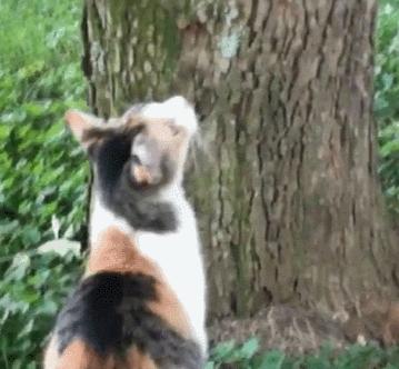 三花猫是中华田园猫还是宠物猫,田园三花猫幼崽购买