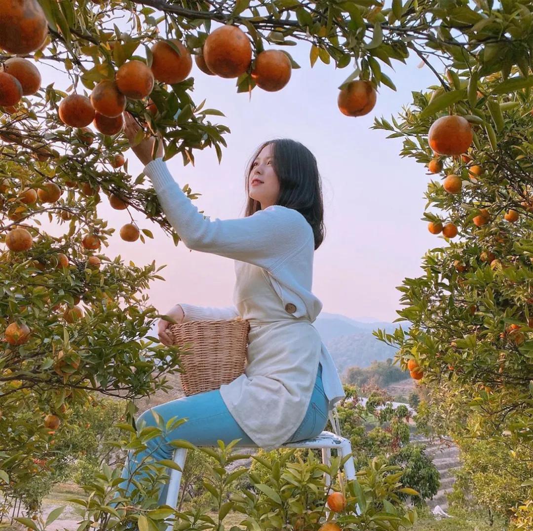 JINJUTheOrangeFarm是清迈的济州岛