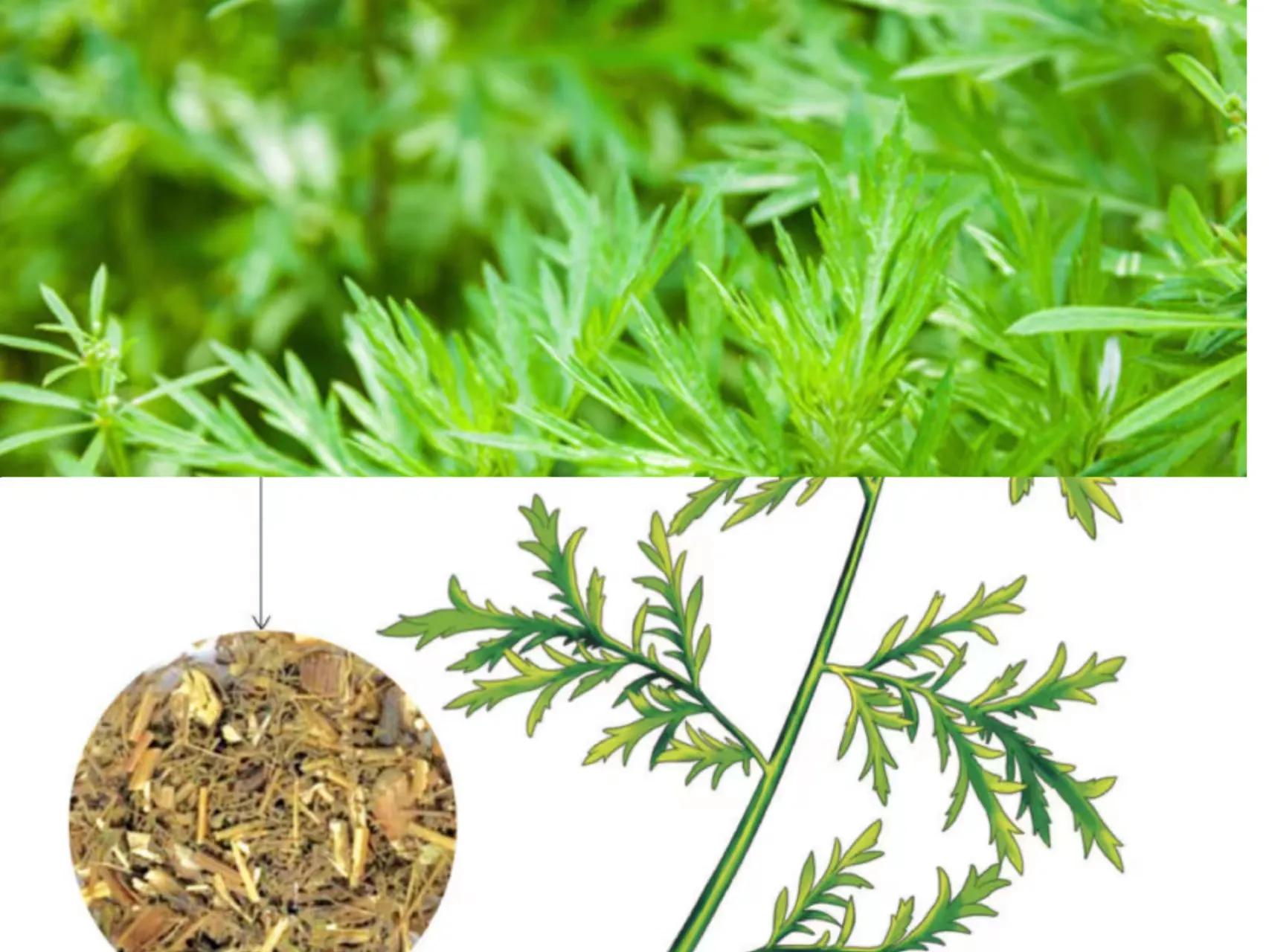 中秋考察葛家洞——葛洪在民间治病采用药物种类功效及养生方法