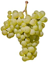 小众之美|AltoAdigeDOC上阿迪杰