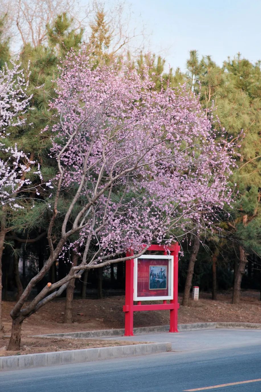 石景山首钢园骑行,春天石景山赏花