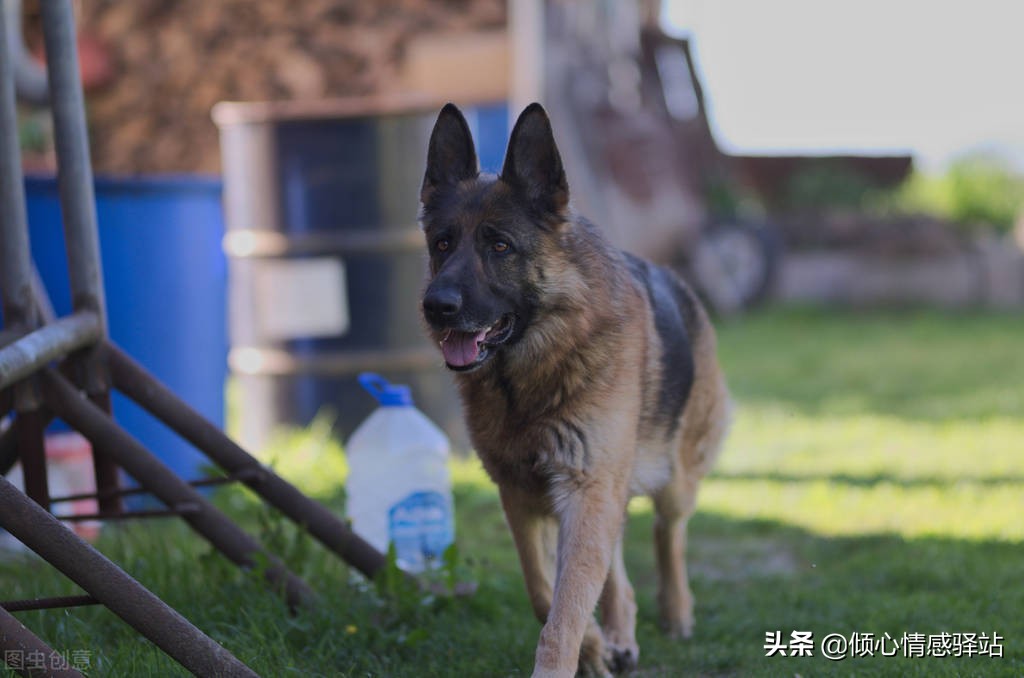 最忠心的五种狗小型犬品种,服从性最强中小型犬品种大全