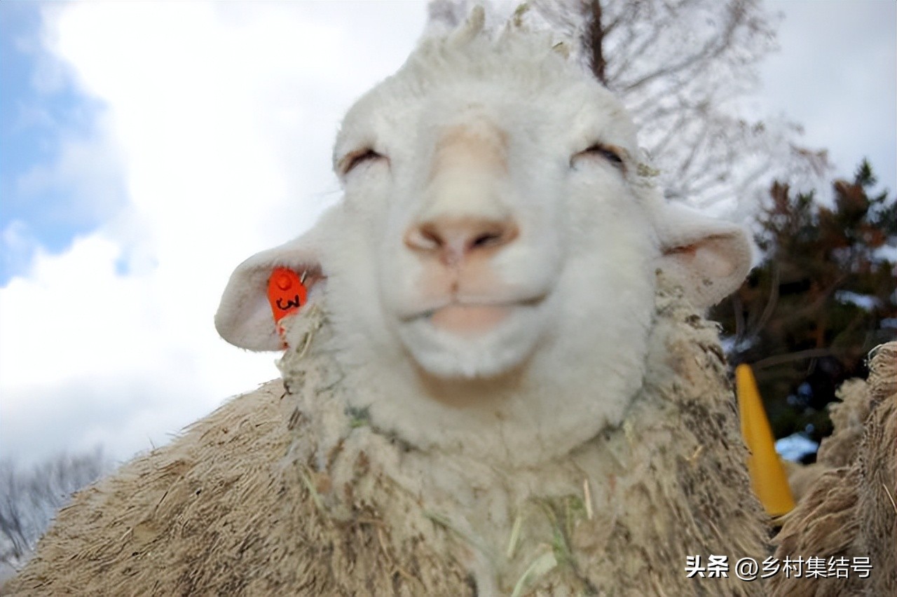 关西六甲山牧场在哪里,六甲山牧场门票多少钱