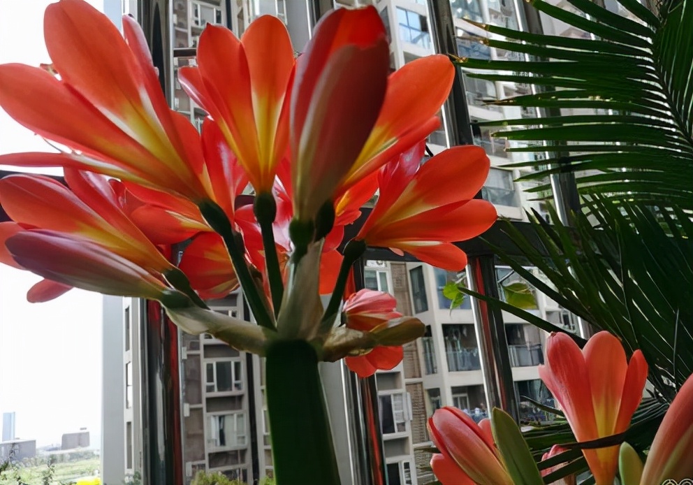 家里光照不足建议养这10种耐阴花,阴暗无光角落适合养什么花