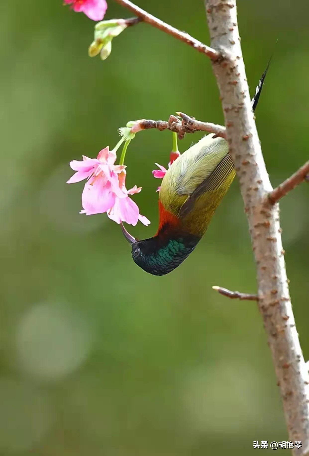 100个姓氏诗词,姓氏诗100句