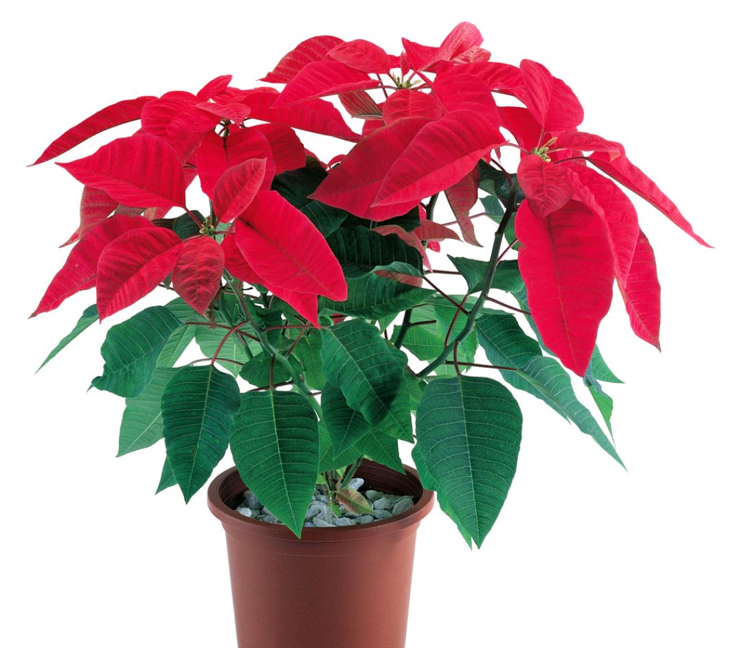 家庭客厅养什么花好看又旺财,客厅最吉祥的三种花