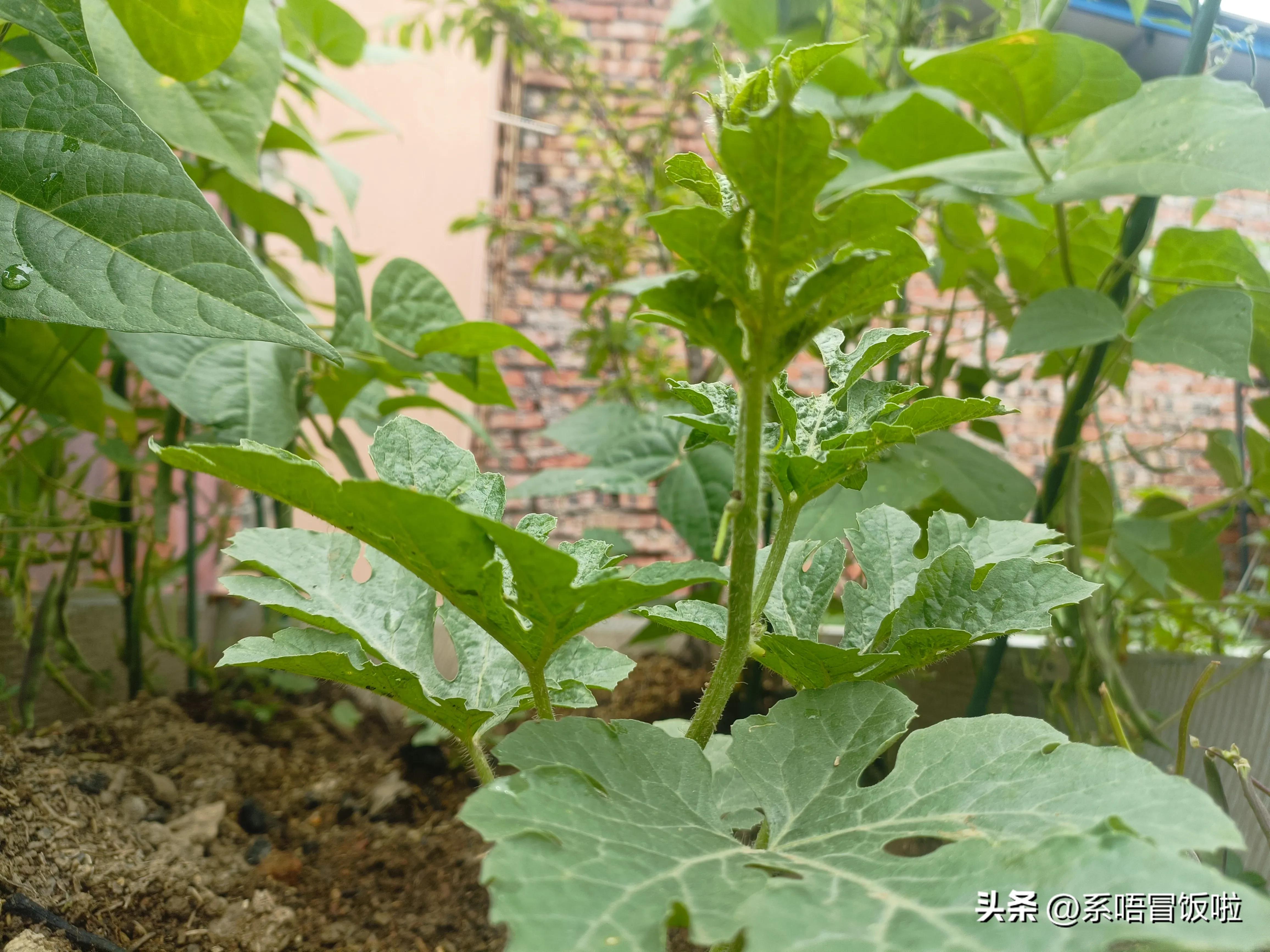 西瓜开花期怎样管理才能高产,盆栽西瓜开花后怎么管理