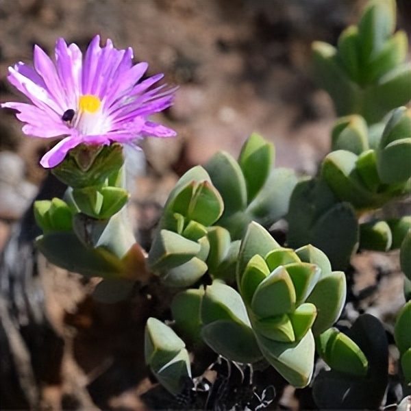 102个大类近500个多肉植物图片，都极其美丽，建议在家中也养一盆