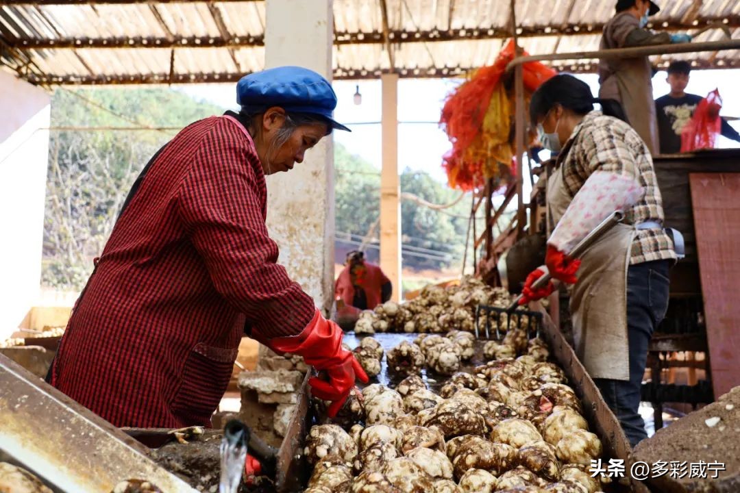 贵州威宁：哲觉小作坊变“大”工厂